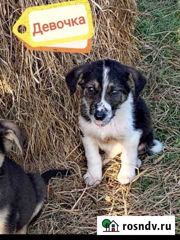 Щенки Анапа - изображение 1