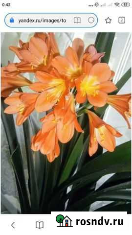 Кливия Ильинский - изображение 1