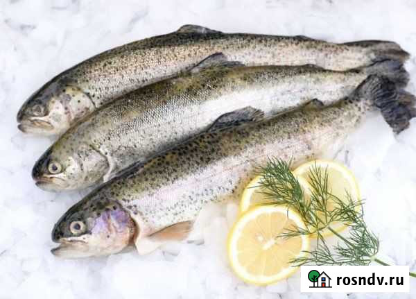 Форель свежая Великий Новгород - изображение 1