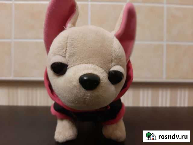 Собачка chi chi love Симферополь - изображение 1