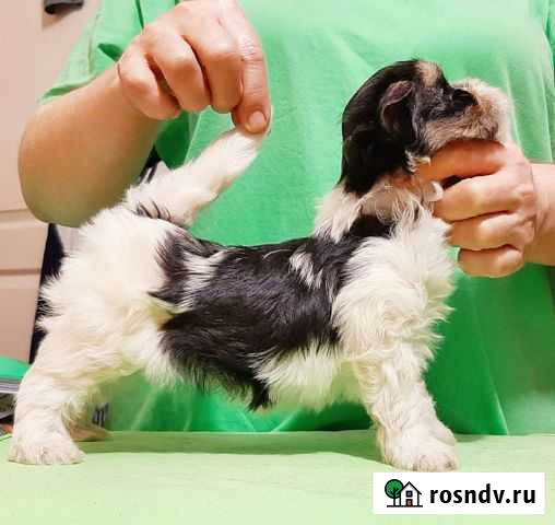 Бивер-девочка Воронеж - изображение 1