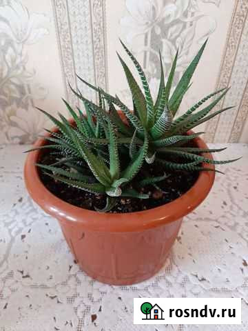 Хавортия полосатая Дзержинск - изображение 1