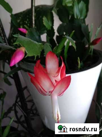 Шлюмбергера Брянск - изображение 1