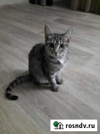 Котёнок в дар Муром - изображение 1