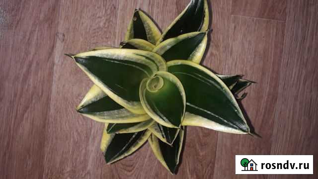 Сансевиерии Брянск - изображение 1