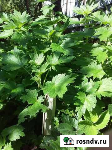 Пустырник Всеволожск - изображение 1