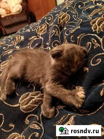 Шотландская вислоухая Михайловка - изображение 1