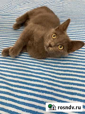 Милый Дымок Волжский - изображение 1