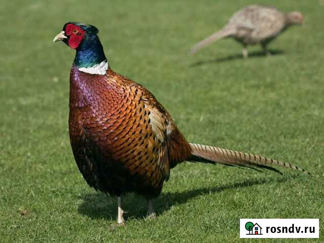 Продам Фазанов охотничьих Сернур - изображение 1