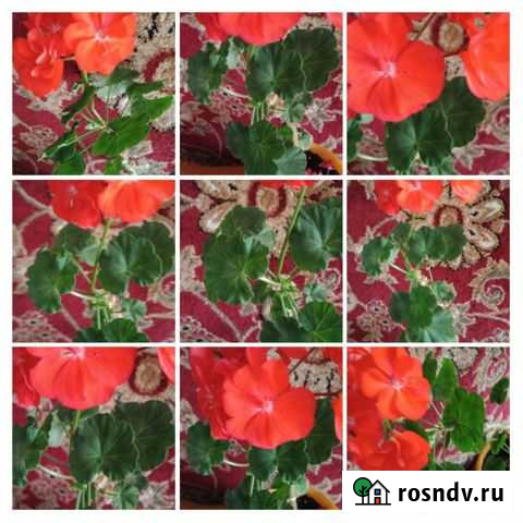 Герань красная Барнаул - изображение 1