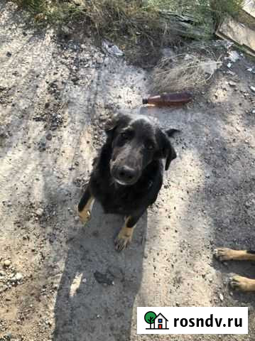 Щенки Астрахань - изображение 1