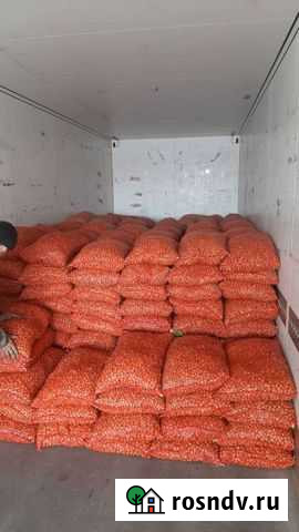 Лук-севок Батырево - изображение 1