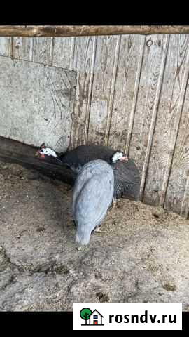 Цесарки пара Иркутск - изображение 1