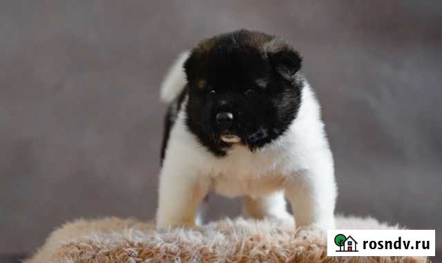 Щенки Американская Акита Калининград - изображение 1