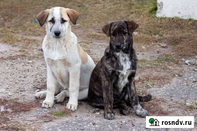 Красавицы в добрые руки Ступино - изображение 1