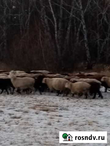 Продаются овцы Карталы - изображение 1