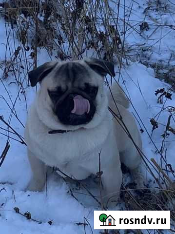 Мопс Вихоревка - изображение 1