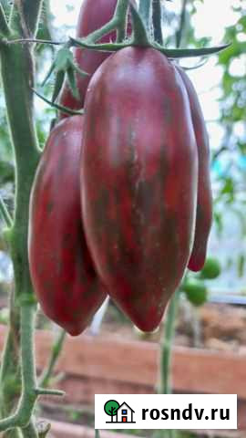 Семена томатов серии Гном Томатный Пенза - изображение 1