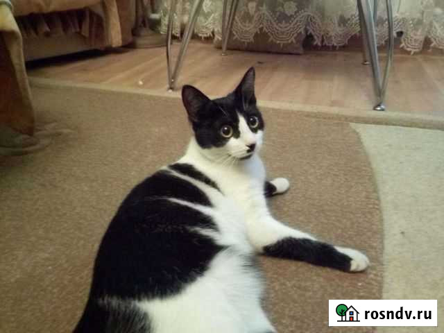 Найдена кошка Йошкар-Ола - изображение 1