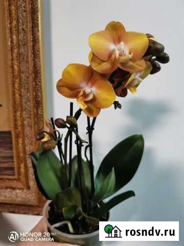 Орхидея фаленопсис, Лас Вегас Екатеринбург - изображение 1