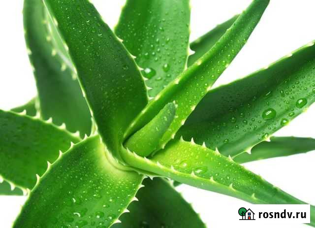 Алоэ Волжский - изображение 1