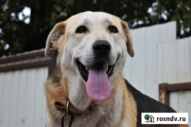 Собака ищет семью Тверь - изображение 1