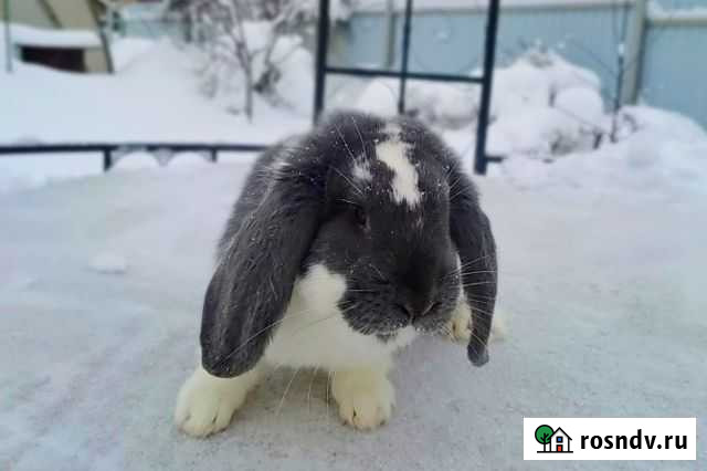 Кролик Французский баран Владимир - изображение 1