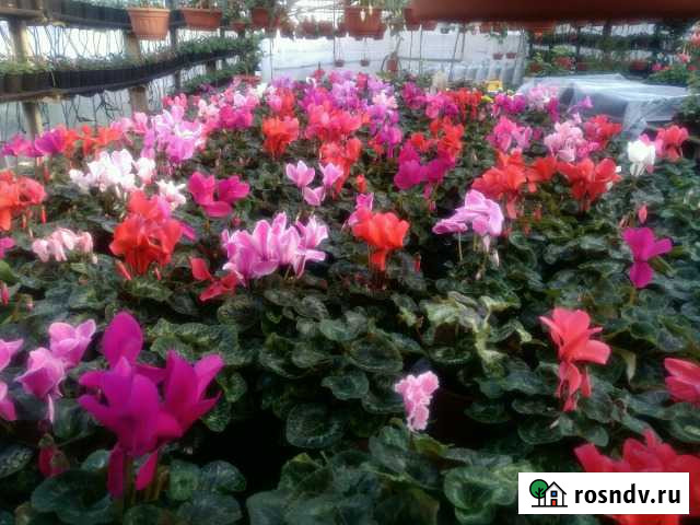 Цикламены горшок D12 Саратов - изображение 1