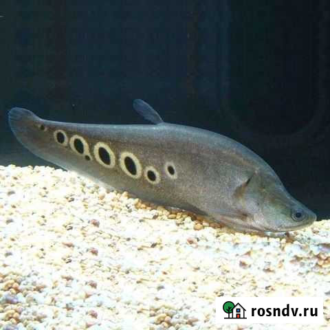 Индийский нож Лысково - изображение 1