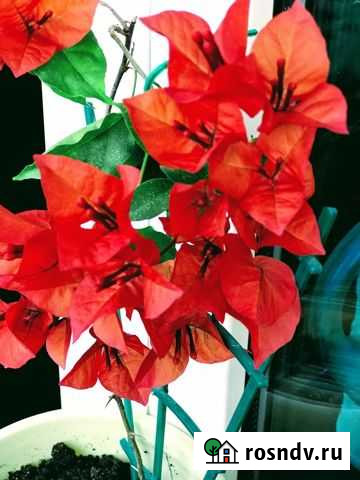 Бугенвиллия Томато ред Челябинск - изображение 1