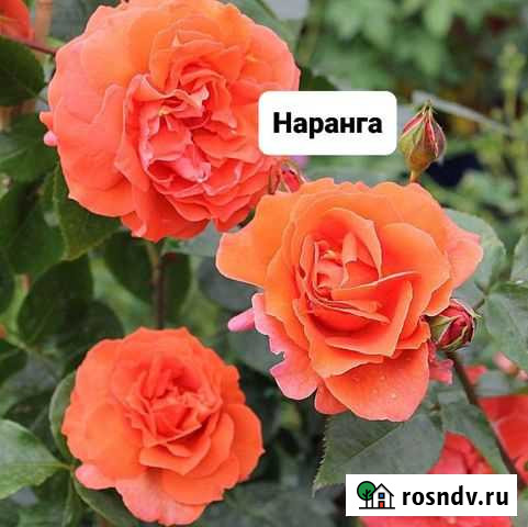 Роза Наранга (Арт.10) Феодосия - изображение 1