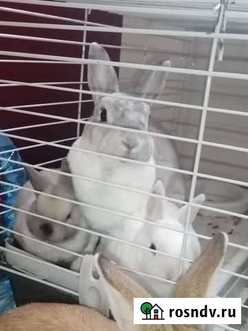 Кролики декоративные породы рекс Люберцы - изображение 1
