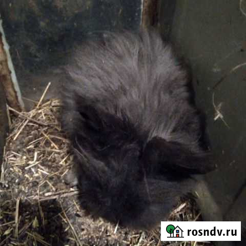 Декоративные кролики Фролово - изображение 1