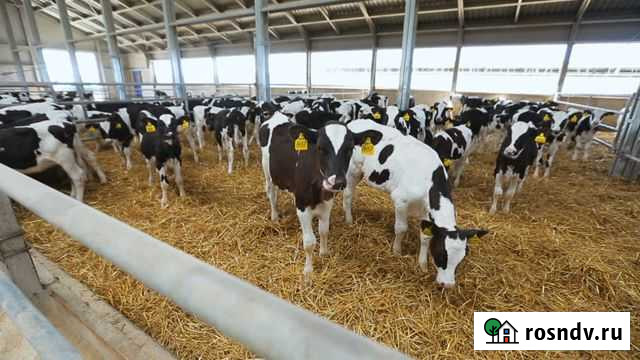 Бычки на откорм Верхнеяркеево - изображение 1