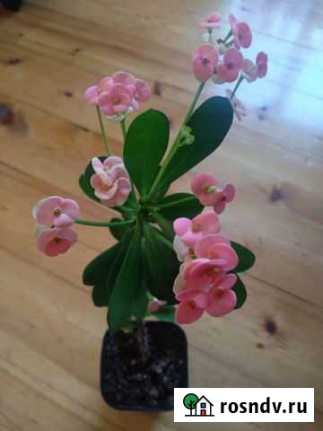 Молочай Миля Чита - изображение 1