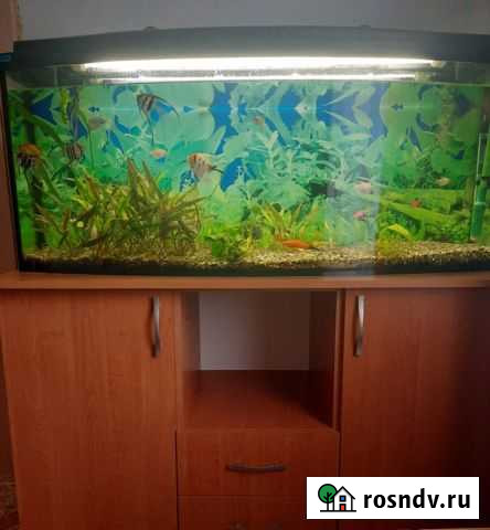 Аквариум с тумбой Саки - изображение 1