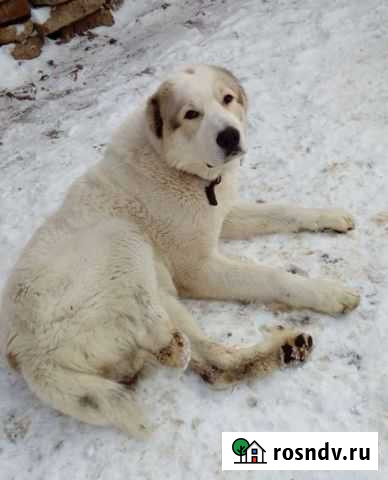 Алабай в добрые руки Казань - изображение 1