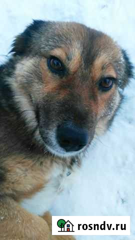 Собака в добрые руки Ирбит - изображение 1