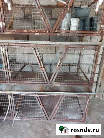Клетка для кроликов Кашхатау - изображение 1
