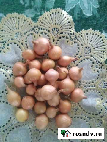 Лук севок за 1 кг Тула - изображение 1