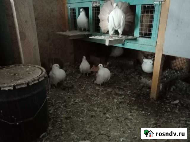 Голуби павлины Чехов - изображение 1
