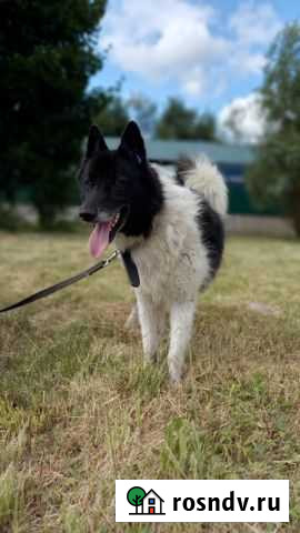 Барни Калининград - изображение 1