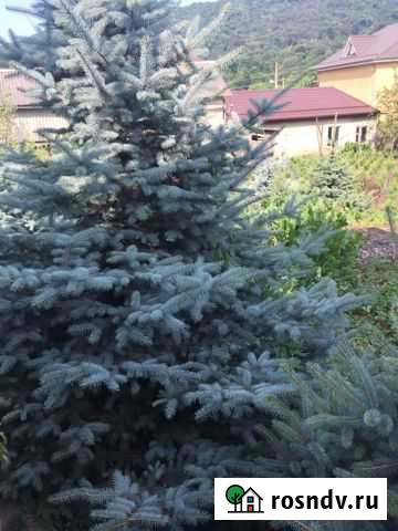 Ели голубые Хасанья - изображение 1