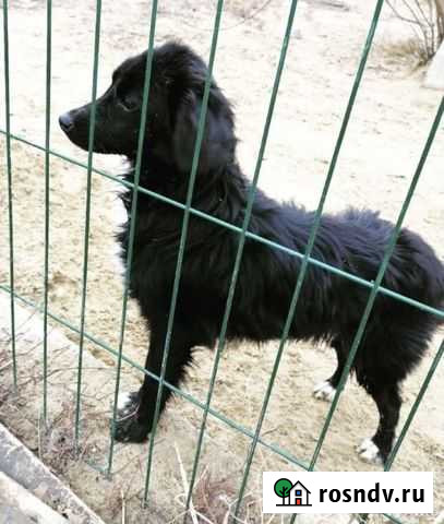 Щенок мальчик Алексеевка - изображение 1