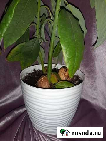 Авокадо Оренбург - изображение 1