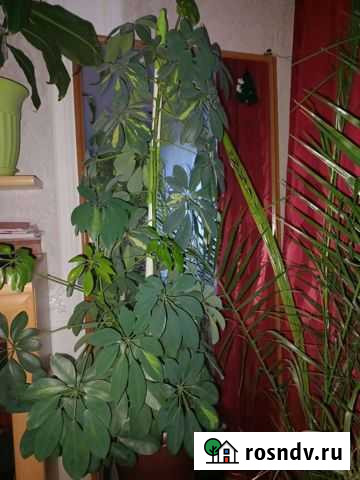 Шефлера Новокузнецк - изображение 1