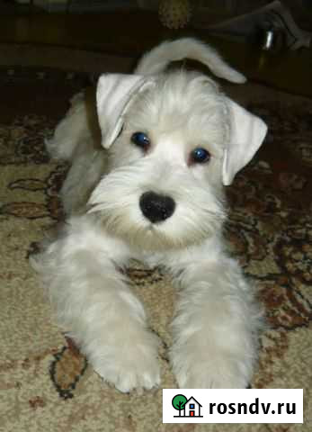 Цвергшнауцеры белого окраса Екатеринбург - изображение 1