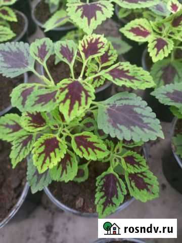 Колеусы Тольятти - изображение 1