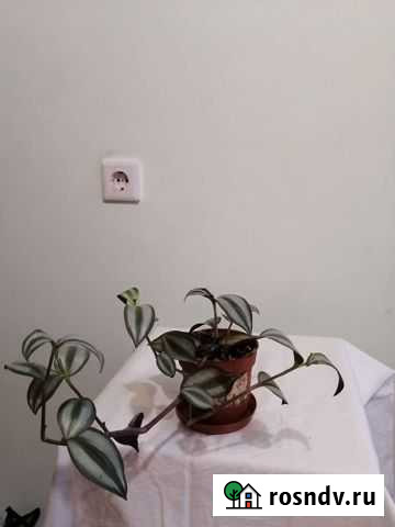 Хлорофитум Мурино - изображение 1