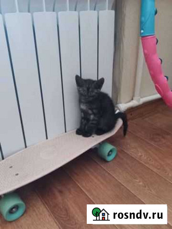 Котята в добрые руки приучены к лотку Бузулук - изображение 1